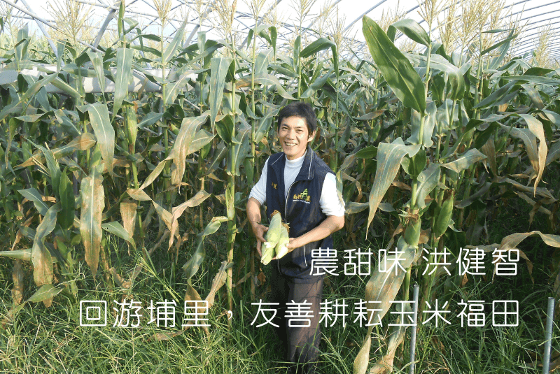 回游埔里,友善耕耘玉米福田|農甜味 洪健智