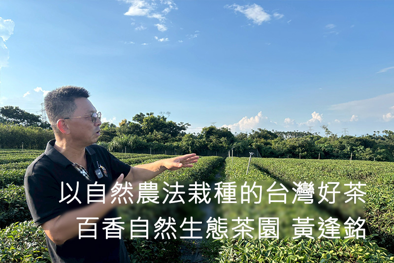 以自然農法栽種的台灣好茶｜百香自然生態茶園