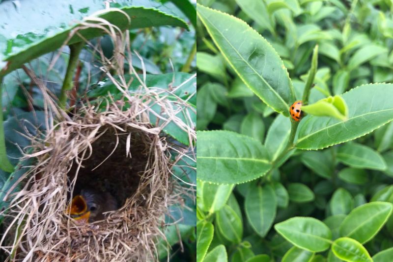 百香自然生態茶園生態環境，友善耕作下的昆蟲與自然景觀