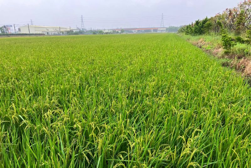 雲林土庫回鄉米