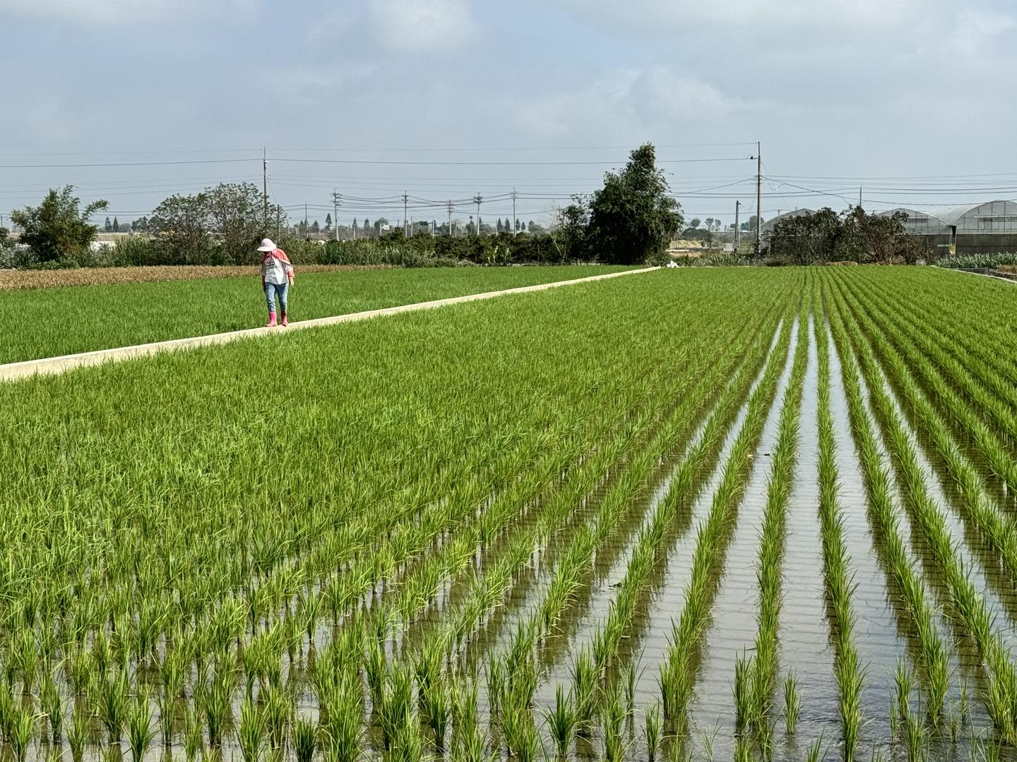 秝豪花生起源於雲林這片盛產花生的土地