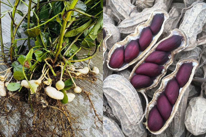 用時間與溫度淬鍊出的美味花生