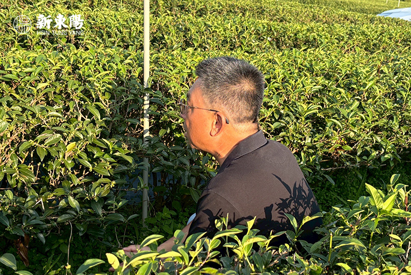 百香自然生態茶園負責人黃逢銘，自然農法茶園經營者
