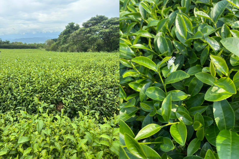 百香自然生態茶園位於南投，長年以自然農法管理茶園，在低度干預的環境中，逐步形成多元共生的自然生態。
