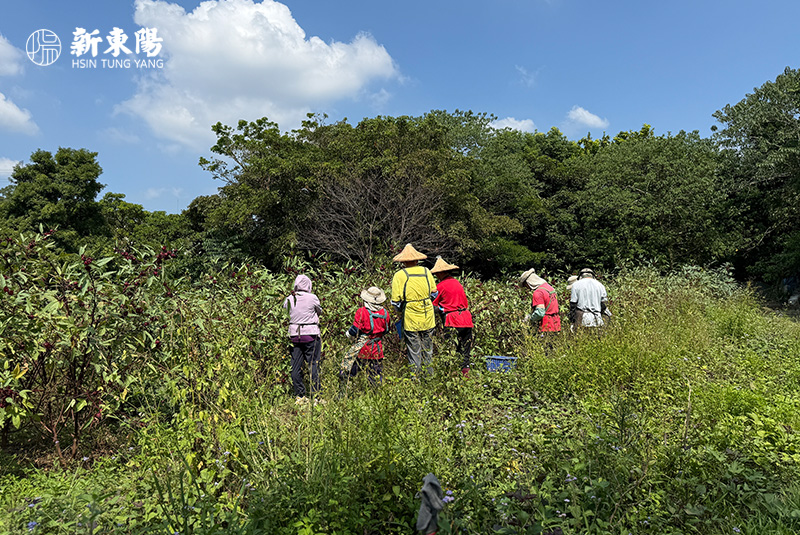 台灣客家人的獨特酸爽滋味