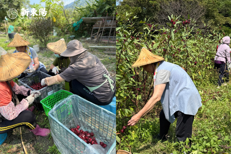 保留台灣在地農作品種，傳承客家桔醬