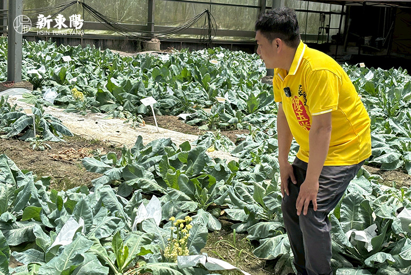 回游埔里，友善耕耘玉米福田|農甜味